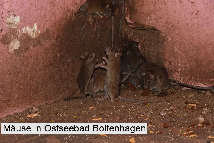 Mäuse in Ostseebad Boltenhagen